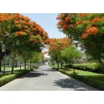 DELONIX REGIA